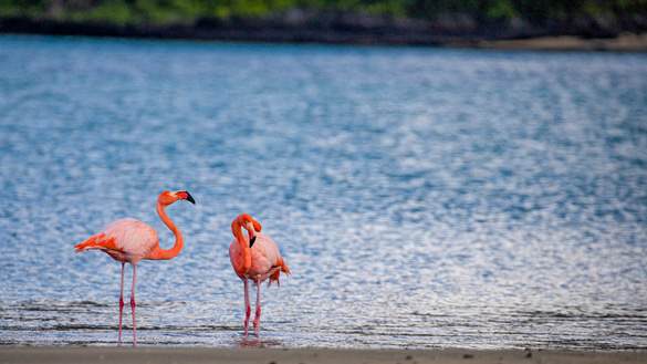 Celebrity Flora - Galapagos 6, ©CEL.jpg